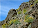 Brittlebush Cliff